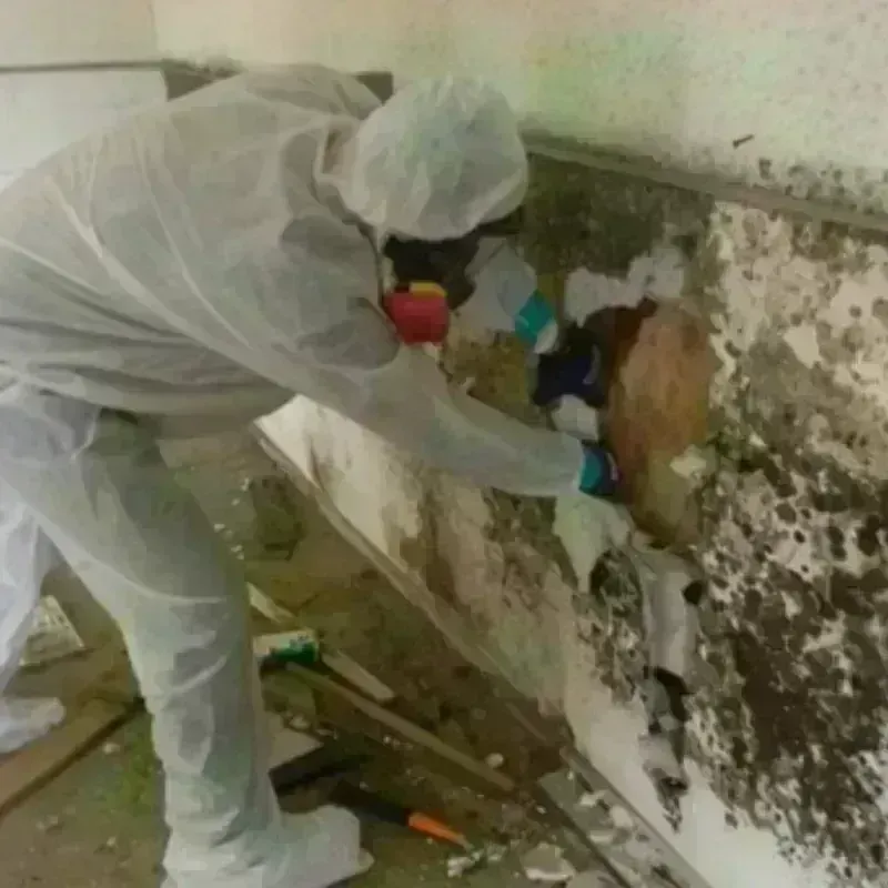 Mold Remediation and Removal in Lucas County, IA